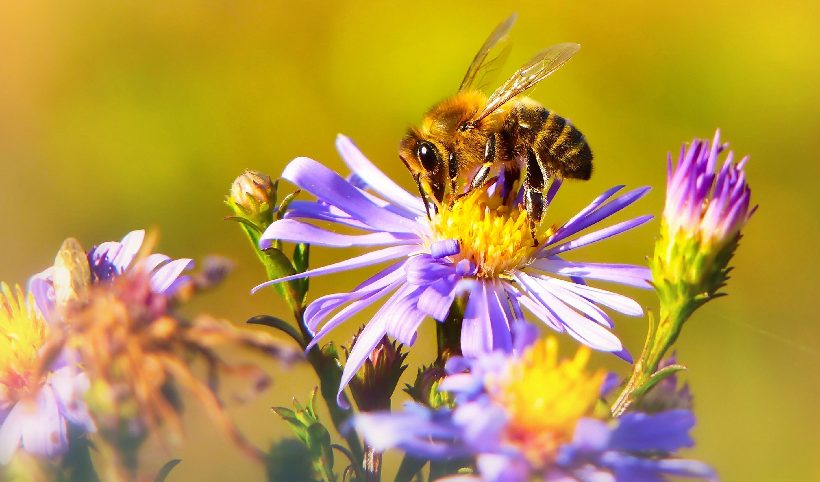 Immagine delle evento: Imprese, finanza e biodiversità: come contribuire a un futuro Nature Positive?