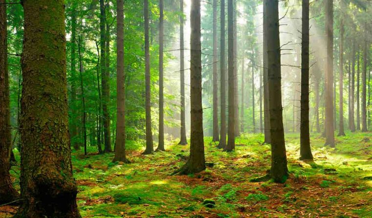 Immagine delle evento: La foresta ritornerà