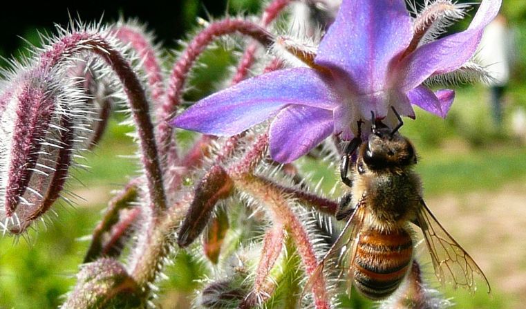 Immagine delle evento: Bioblitz, ultima tappa