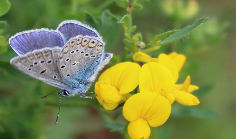 Immagine delle evento: Bioblitz 2021, appuntamento a luglio